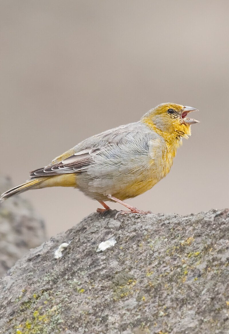 Lomas Lachay Birding Lima