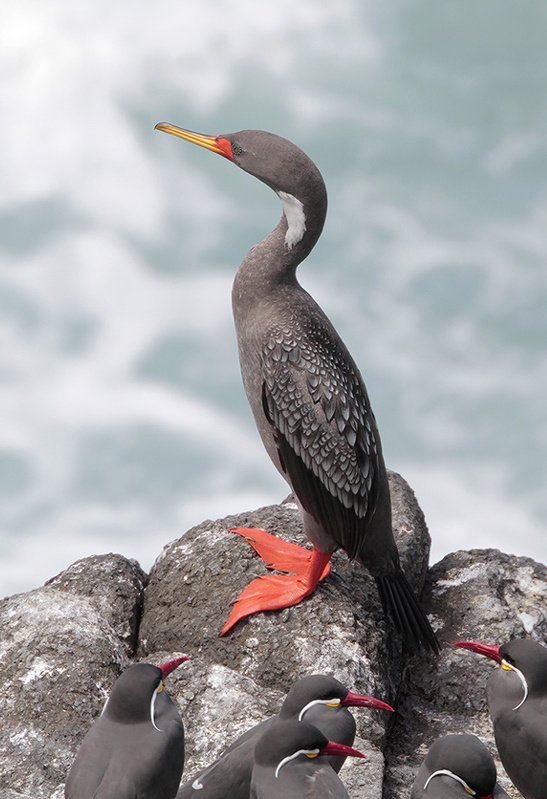Lima Birding Tour